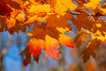 autumn maple leaves