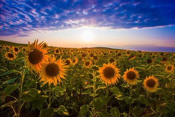blooming yellow sunflowers on the field, picturesque nature scenery