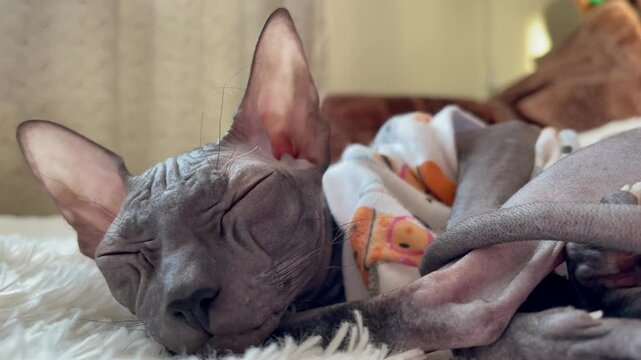 Black sphinx cat chilling and sleeping on sofa in cosy interior