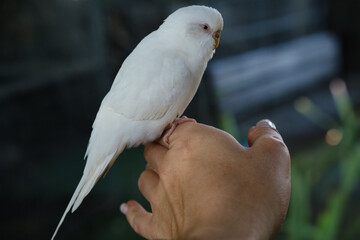 white budgie on hand close-up in the zoo