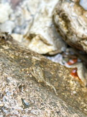 Close-up of a small crab resting on wet rocks near the water
