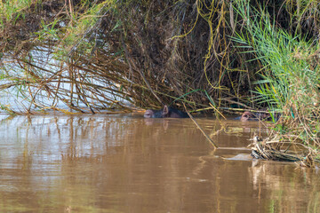 Nature of East Africa, Ryuziz National Park, Burundi