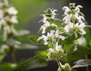 Delicate white flowers bloom among vibrant green leaves in the spring field