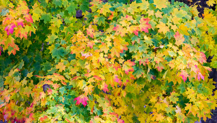 Autumn tree with colourful leaves on wide spread branches as good background