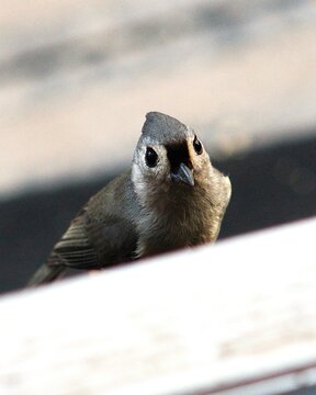 sparrow on a branch facing camera macro