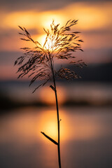 Silhouette of a lonely grass reed with a golden sunrise on the horizon in the background