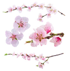 Pink cherry blossom