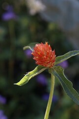 Prickly orange flower blooming 