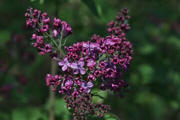 Obraz premium Pretty purple flowers in the woods
