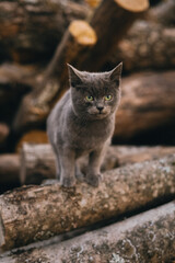 Obraz premium portrait of a cat