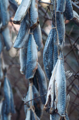 Rows of dired mackarel fish also known as çiroz in Kilyos, Istanbul