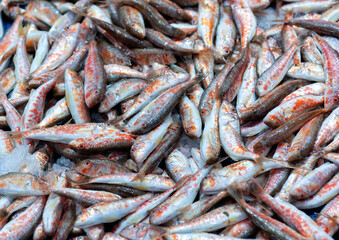 Fresh red mullets also called barbun at a local fish market stall in Istanbul