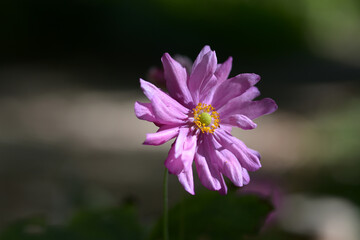 Obraz premium キブネギク