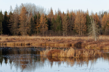 Marsh in November