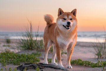 Red shiba inu dog on the Baltic sea beach during the sunset