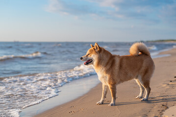Shiba inu dog is standing on the sand beach on sunny day
