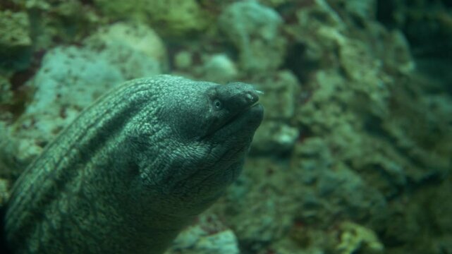Giant moray eel opening and closing mouth in slow motion