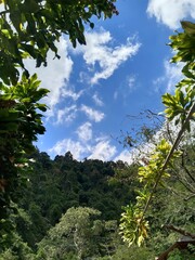 Outdoor natural forest view with blue sky and green trees