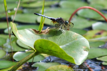 blue dragonfly on a lily pad
