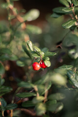 A close-up of vibrant red lingonberries growing among green foliage in a forest. This detailed image captures the beauty of wild berries and natural plant life