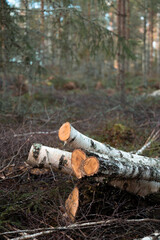 A pile of cut birch logs rests in a forest clearing, surrounded by natural vegetation. This image captures the intersection of nature and forestry.