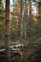 A stack of cut birch logs lies in a forest, with sunlight filtering through the trees. This image highlights themes of natural resources, forest management, and the rustic beauty of woodland.