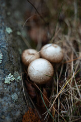 A close-up of small mushrooms growing on the forest floor, surrounded by grass and a rock with lichen. The image captures the intricate details of forest fungi.
