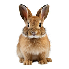 Fototapeta premium Rabbit Isolated On White Background 