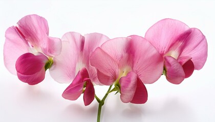 Obraz premium pink sweet pea flowers isolated on a white background