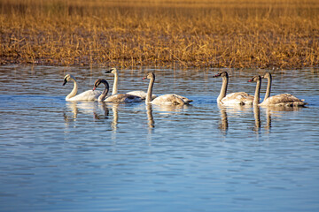 Trumpeter Swans and Cygnets - Alcona Pond - AuSable River - Huron National Forest - Alcona County Michigan