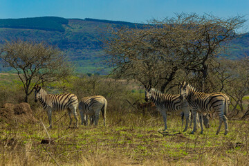 zebras in the distant