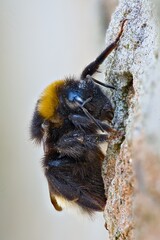 A large bumblebee hanging on a stone wall
