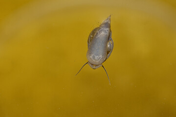 A water snail swimming on the water surface upside down