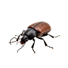 Naklejka premium Bark beetle with dark brown and black body. Insect isolated on isolated transparent background. Macro shot of insect. Small beetle. Pest control. Eco-friendly. Scientific research. Alpha mask cut out.