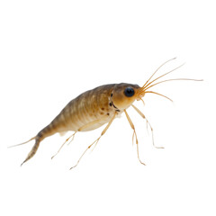 Silverfish insect isolated on alpha layer. Silverfish facing camera with long antennae, legs extended. Insect about to jump, large, black eye staring directly at viewer. Background white, making Png.