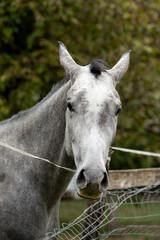 Fototapeta premium Portrait of a pale horse. the face, of horse,