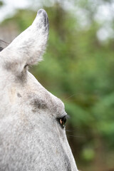 Detail of a white, gray, pale horse's ear and eye.