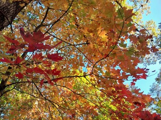 autumn sunlight filtering through maple and oak branches