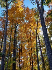 golden hickory trees autumn woods vibrant fall colors forest backlit yellow