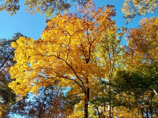 sunlight through fall autumn golden yellow hickory leaves blue sky foliage