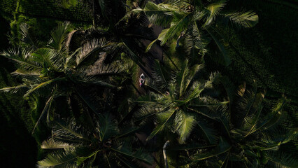 View from above of the road between palm trees with people on bikes riding along it