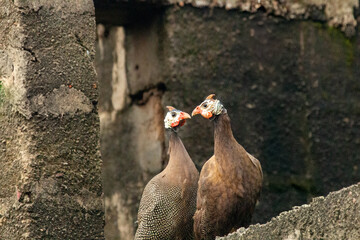 Helmeted Guineafowl Pair Numida meleagris at an Urban Ruin in Enugu, Nigeria