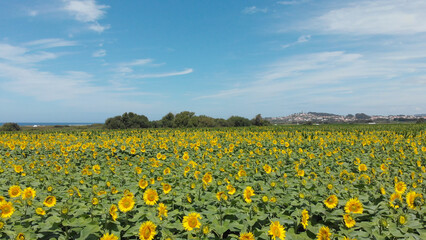 Aerial view above to the sunflowers field. Top view onto agriculture field with blooming...