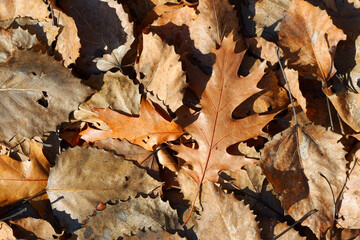 Leaf litter on forest floor