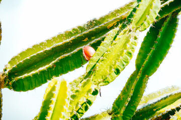 cactus and fruit on the branch