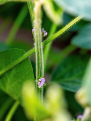 Macro shot of a young soybean plant stem with tiny purple flowers and green leaves
