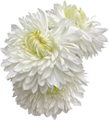 white super mums bloom flower isolated png no background