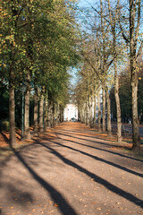 Obraz premium Baumallee im Herbst mit langen Schatten und Laub