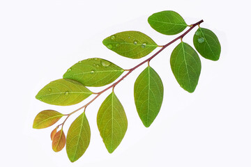 Water drops on leaves. Rainy season. Green leaves background. Dew water. Wet leaves on isolated white background