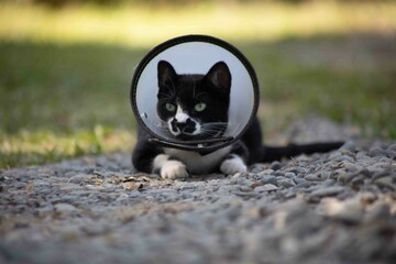 cute cat in recovery